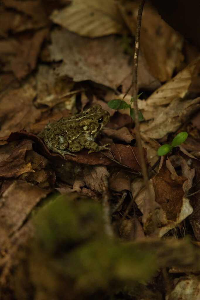 Grenouille en forêt Petite grenouille camouflée parmi les feuilles de la forêt.